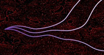 Artist's impression - Light rays propagating smoothly through a noisy, high-dimensional space